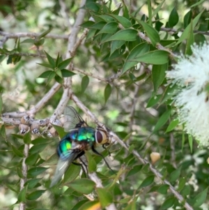 Rutilia (Chrysorutilia) formosa at Murrumbateman, NSW - 31 Dec 2020