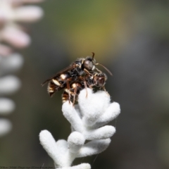 Bembecinus sp. (genus) (A sand wasp) at Acton, ACT - 31 Dec 2020 by Roger