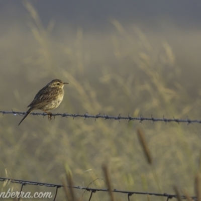 Anthus australis (Australian Pipit) at Kowen, ACT - 27 Dec 2020 by JonSteinbeck