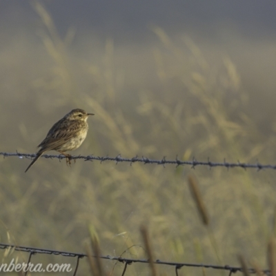 Anthus australis (Australian Pipit) at Kowen, ACT - 26 Dec 2020 by BIrdsinCanberra