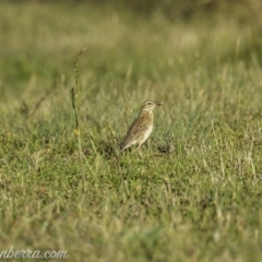 Anthus australis (Australian Pipit) at Kowen, ACT - 27 Dec 2020 by JonSteinbeck