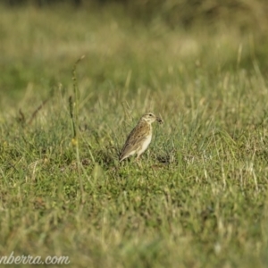 Anthus australis at Kowen, ACT - 27 Dec 2020