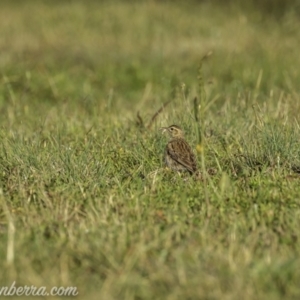 Anthus australis at Kowen, ACT - 27 Dec 2020