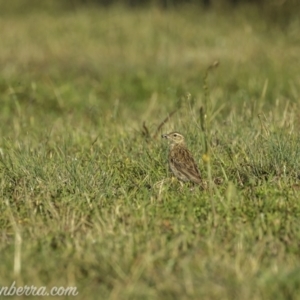 Anthus australis at Kowen, ACT - 27 Dec 2020