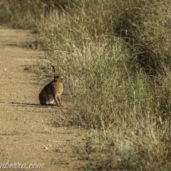 Lepus capensis at Kowen, ACT - 27 Dec 2020