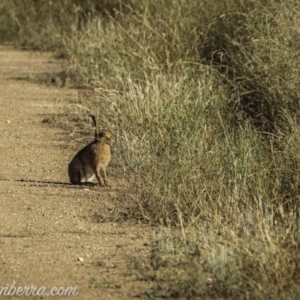 Lepus capensis at Kowen, ACT - 27 Dec 2020