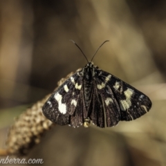 Phalaenoides glycinae (Grapevine Moth) at Kowen, ACT - 27 Dec 2020 by BIrdsinCanberra