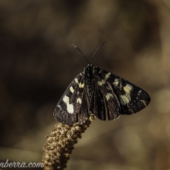 Phalaenoides glycinae at Kowen, ACT - 27 Dec 2020