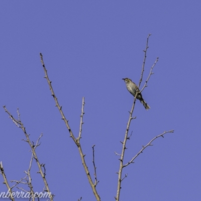 Caligavis chrysops (Yellow-faced Honeyeater) at Kowen, ACT - 27 Dec 2020 by JonSteinbeck