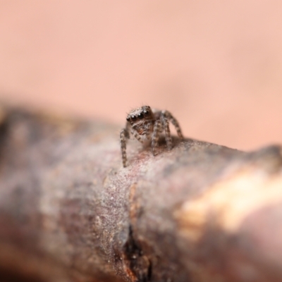 Unidentified Jumping or peacock spider (Salticidae) at Canberra, ACT - 30 Dec 2020 by debhart
