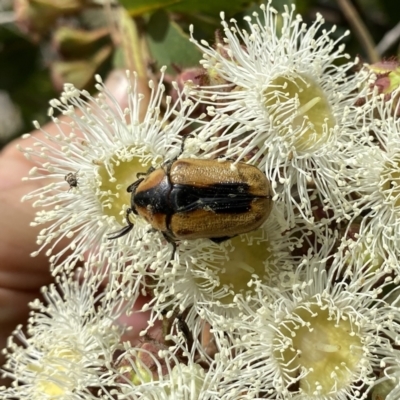 Chondropyga dorsalis (Cowboy beetle) at Googong, NSW - 30 Dec 2020 by Wandiyali