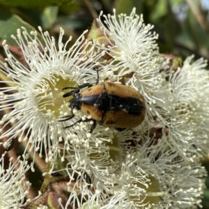 Chondropyga dorsalis at Googong, NSW - 30 Dec 2020