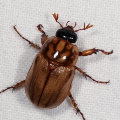 Cyclocephala signaticollis (Argentinian scarab) at Melba, ACT - 14 Dec 2020 by kasiaaus