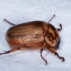 Cyclocephala signaticollis at Melba, ACT - 14 Dec 2020 11:51 PM