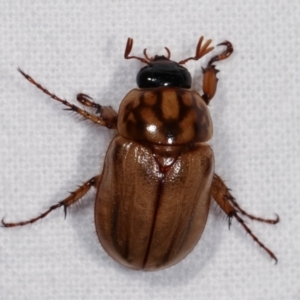 Cyclocephala signaticollis at Melba, ACT - 14 Dec 2020 11:51 PM