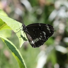 Euploea corinna (Common Crow Butterfly, Oleander Butterfly) at Parkes, ACT - 30 Dec 2020 by debhart