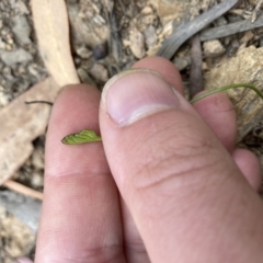 Schizaea bifida (Forked Comb Fern) at Uriarra Village, ACT - 30 Dec 2020 by MattM