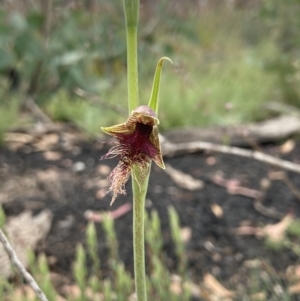 Calochilus therophilus at Mount Clear, ACT - suppressed