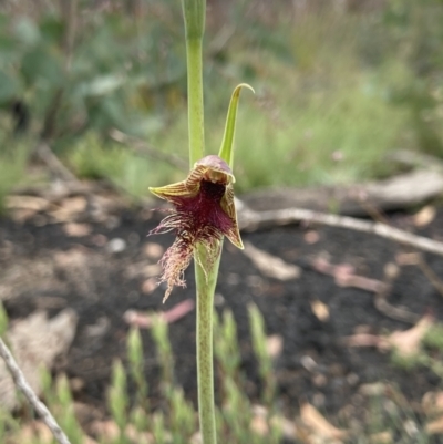 Calochilus therophilus (Late Beard Orchid) at Mount Clear, ACT - 29 Dec 2020 by MattM