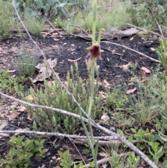 Calochilus therophilus at Mount Clear, ACT - suppressed