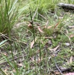 Hemarthria uncinata (Matgrass) at Cotter River, ACT - 31 Dec 2020 by MattM