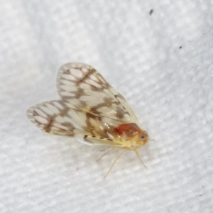 Saccharodite chrysonoe at Melba, ACT - 14 Dec 2020