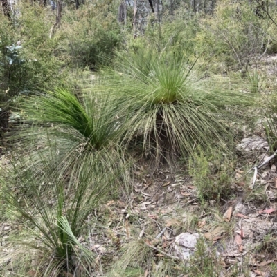 Xanthorrhoea glauca subsp. angustifolia (Grey Grass-tree) at Cotter River, ACT - 31 Dec 2020 by MattM