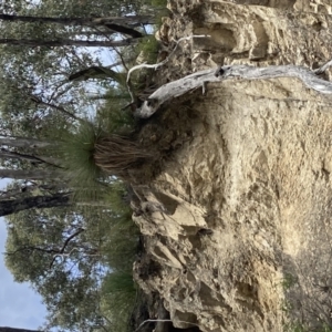 Xanthorrhoea glauca subsp. angustifolia at Cotter River, ACT - 31 Dec 2020