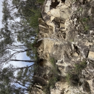 Xanthorrhoea glauca subsp. angustifolia at Cotter River, ACT - 31 Dec 2020