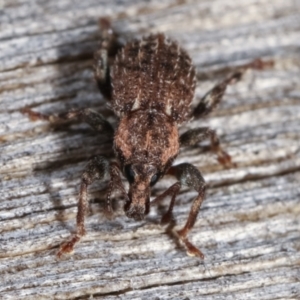 Mandalotus sp. (genus) at Melba, ACT - 14 Dec 2020 09:21 PM