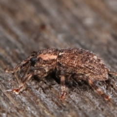 Mandalotus sp. (genus) at Melba, ACT - 14 Dec 2020