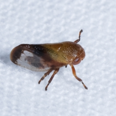 Eurymelinae (subfamily) (Unidentified eurymeline leafhopper) at Melba, ACT - 14 Dec 2020 by kasiaaus