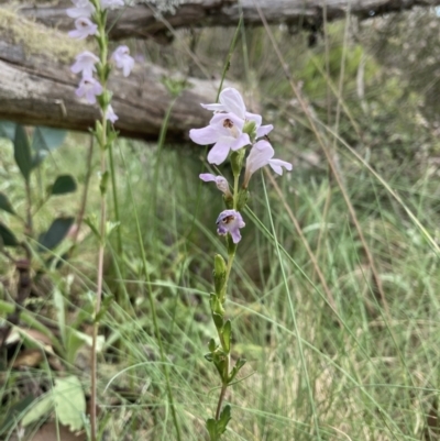 Euphrasia collina subsp. paludosa at Cotter River, ACT - 30 Dec 2020 by MattM