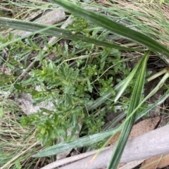 Euphrasia collina subsp. paludosa at Cotter River, ACT - 30 Dec 2020