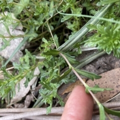 Euphrasia collina subsp. paludosa at Cotter River, ACT - 30 Dec 2020