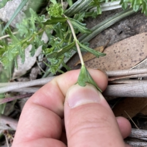 Euphrasia collina subsp. paludosa at Cotter River, ACT - 30 Dec 2020 01:35 PM