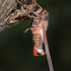 Yoyetta denisoni (Black Firetail Cicada) at Acton, ACT - 13 Dec 2020 by TimL