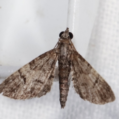 Chloroclystis metallospora (Geometer moth) at Melba, ACT - 14 Dec 2020 by kasiaaus