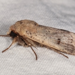 Thoracolopha melanographa (Acronictinae) at Melba, ACT - 14 Dec 2020 by kasiaaus