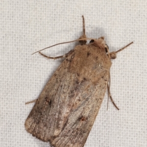 Thoracolopha provisional species at Melba, ACT - 14 Dec 2020