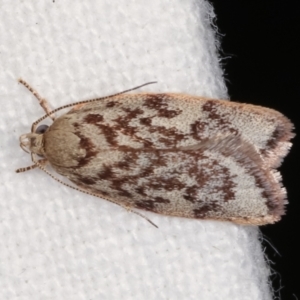 Garrha phoenopis at Melba, ACT - 14 Dec 2020