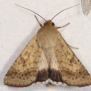 Helicoverpa punctigera at Melba, ACT - 14 Dec 2020