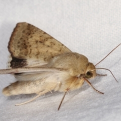 Helicoverpa punctigera at Melba, ACT - 14 Dec 2020