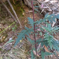 Arrhenechthites mixtus (Purple Fireweed) at Cotter River, ACT - 31 Dec 2020 by MattM