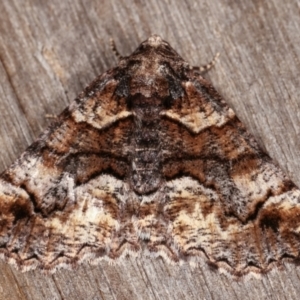 Gastrina cristaria at Melba, ACT - 14 Dec 2020 11:53 PM