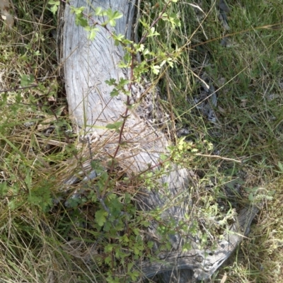Crataegus monogyna (Hawthorn) at Mount Majura - 31 Dec 2020 by abread111