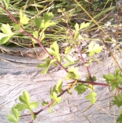 Crataegus monogyna at Watson, ACT - 31 Dec 2020