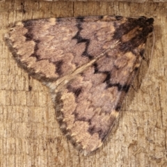 Mormoscopa phricozona (A Herminiid Moth) at Melba, ACT - 14 Dec 2020 by kasiaaus