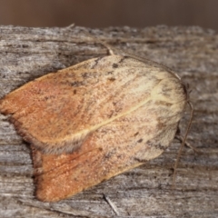 Tortricopsis pyroptis (A Concealer moth (Wingia Group)) at Melba, ACT - 14 Dec 2020 by kasiaaus