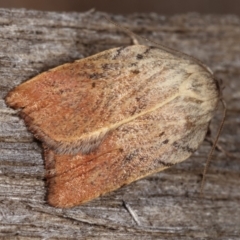 Tortricopsis pyroptis at Melba, ACT - 14 Dec 2020